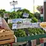 A display of fresh herbs at the farmer's market
